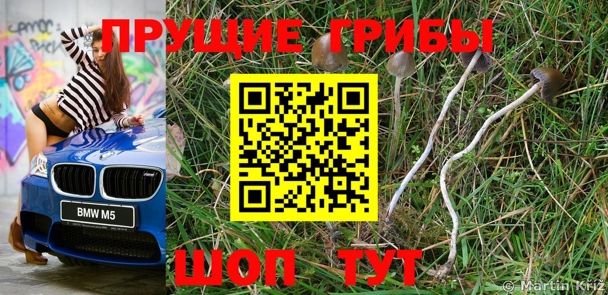 купить закладку  Галлюциногенные грибы прущие грибы  Вход с VPN  Новозыбков 